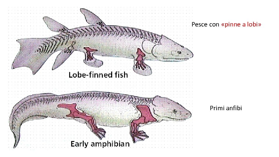 Pesce con «pinne a lobi» Primi anfibi 