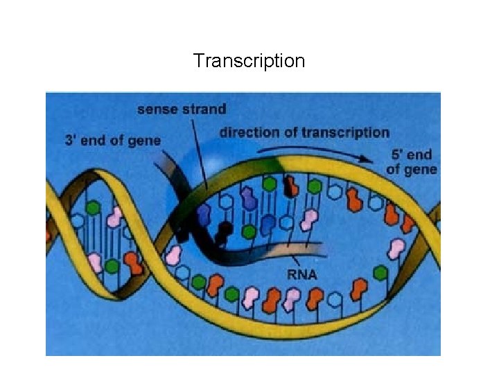 Transcription 