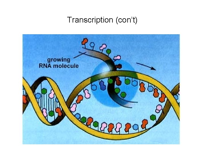 Transcription (con’t) 