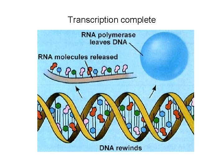 Transcription complete 