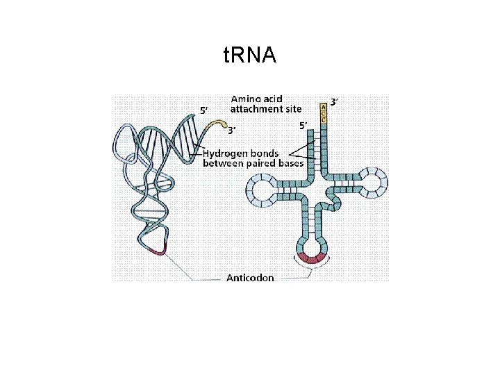 t. RNA 