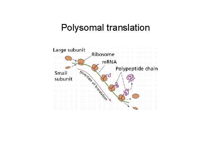 Polysomal translation 