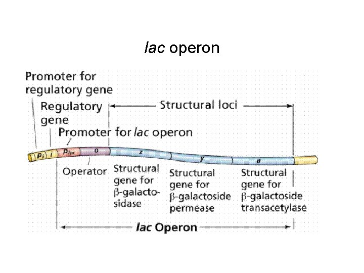 lac operon 