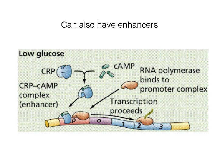 Can also have enhancers 