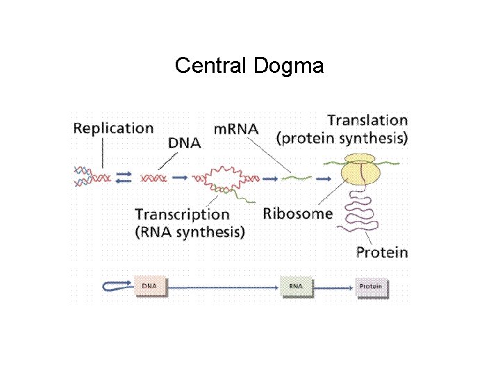 Central Dogma 