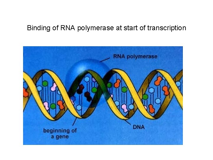 Binding of RNA polymerase at start of transcription 