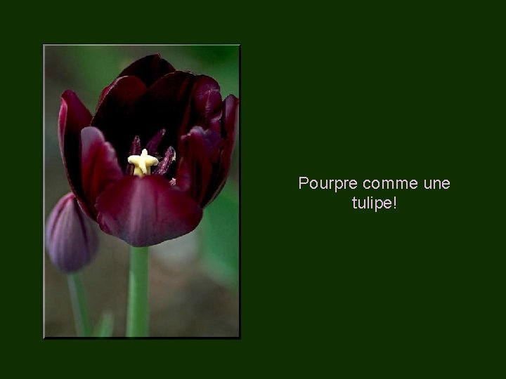 Pourpre comme une tulipe! 