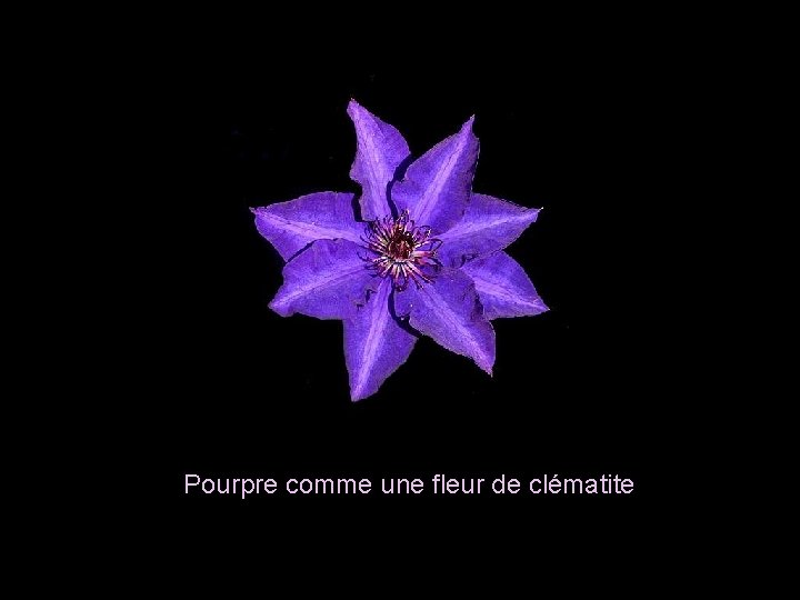 Pourpre comme une fleur de clématite 