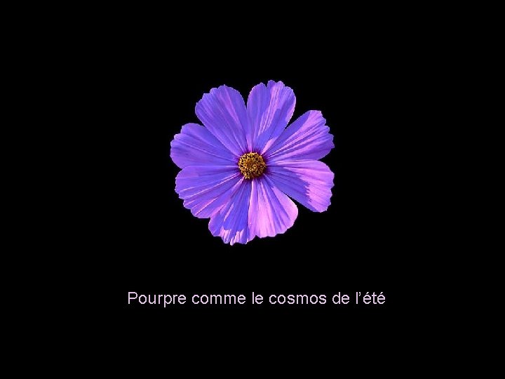 Pourpre comme le cosmos de l’été 