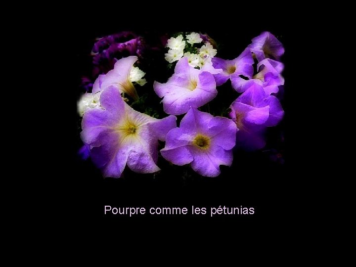 Pourpre comme les pétunias 