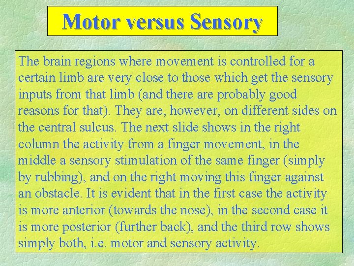 Motor versus Sensory The brain regions where movement is controlled for a certain limb