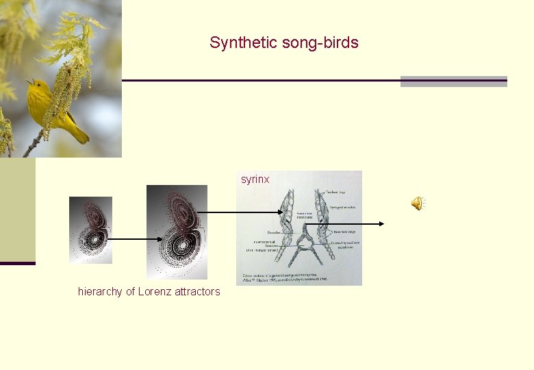 Synthetic song-birds syrinx hierarchy of Lorenz attractors Synthetic song-birds syrinx hierarchy of Lorenz attractors
