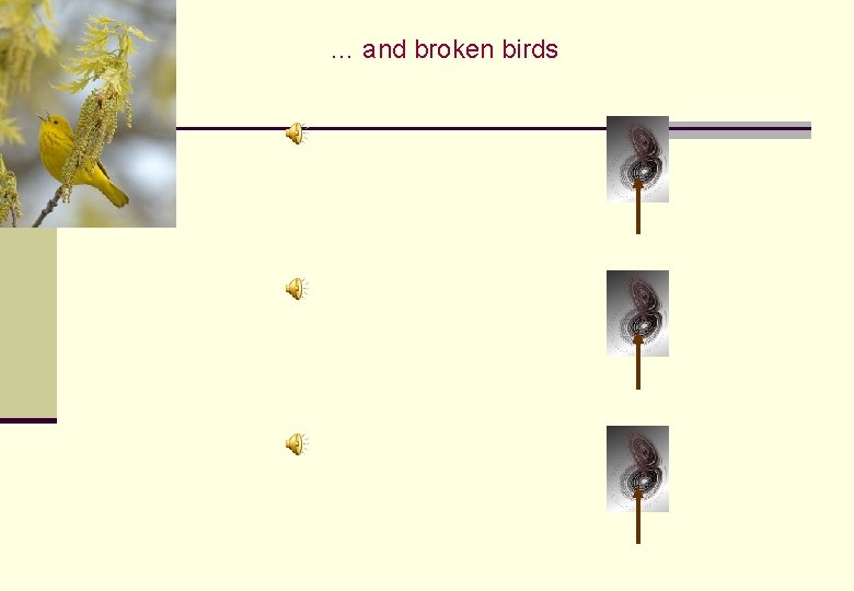 … and broken birds … and broken birds
