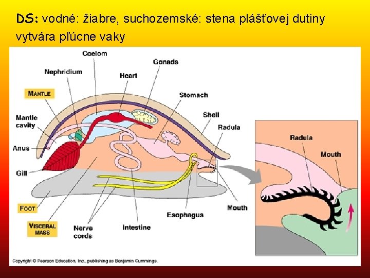 DS: vodné: žiabre, suchozemské: stena plášťovej dutiny vytvára pľúcne vaky 