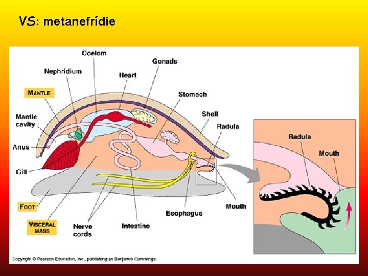 VS: metanefrídie 