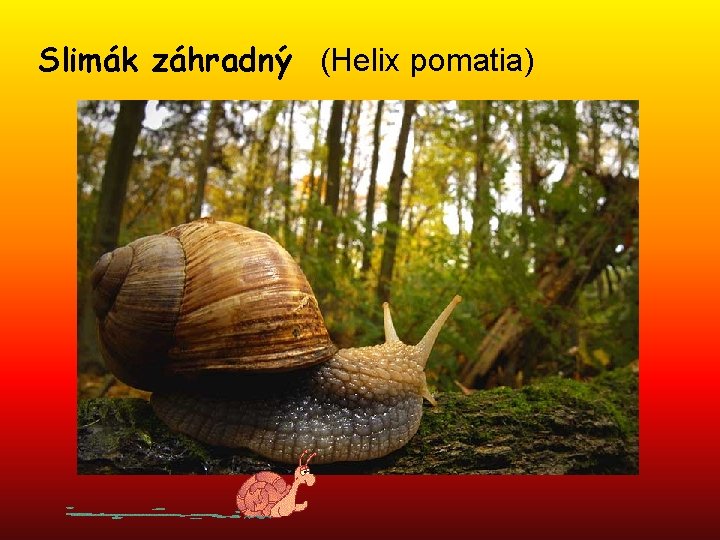 Slimák záhradný (Helix pomatia) 