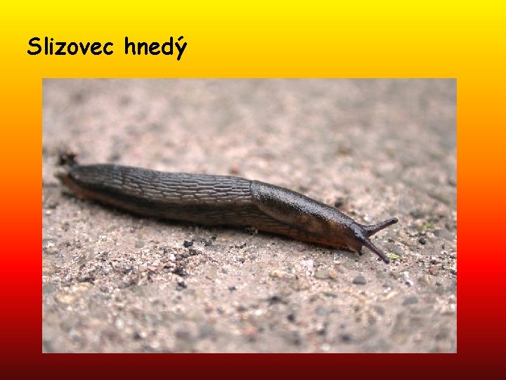 Slizovec hnedý 