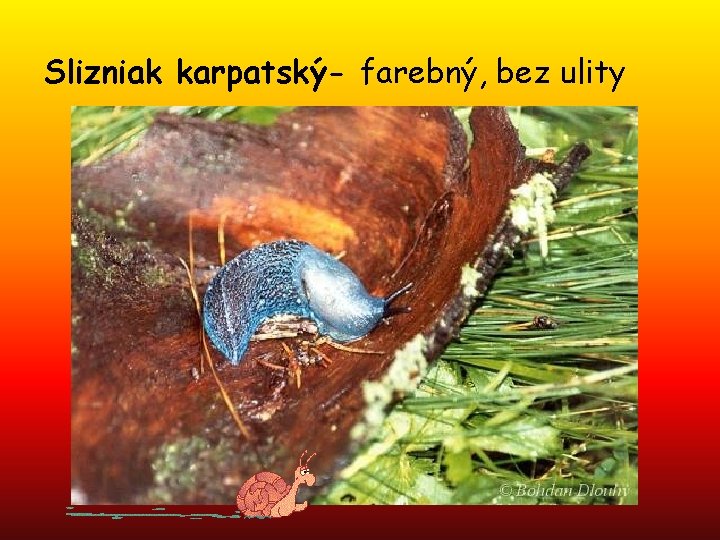 Slizniak karpatský- farebný, bez ulity 