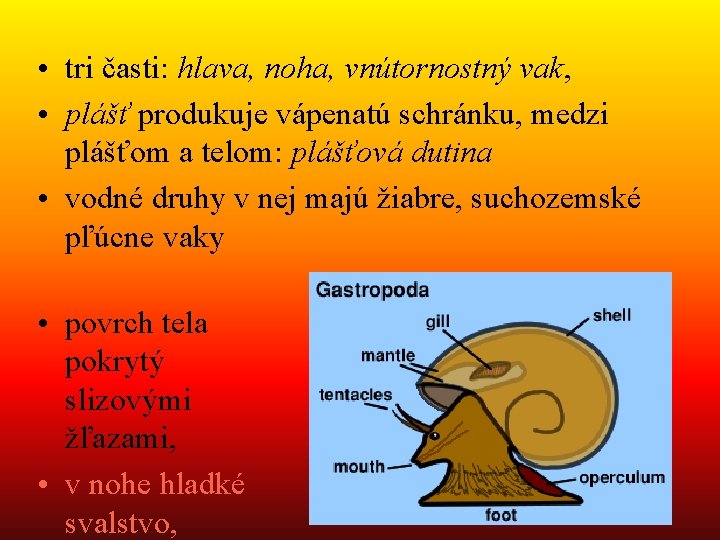  • tri časti: hlava, noha, vnútornostný vak, • plášť produkuje vápenatú schránku, medzi