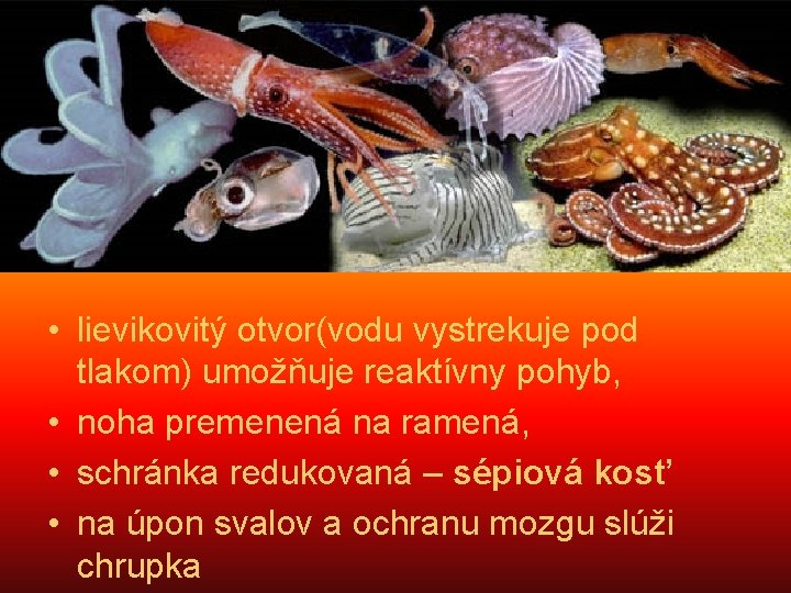 trieda: hlavonožce (cephalopoda) • lievikovitý otvor(vodu vystrekuje pod tlakom) umožňuje reaktívny pohyb, • noha