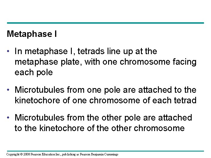 Metaphase I • In metaphase I, tetrads line up at the metaphase plate, with