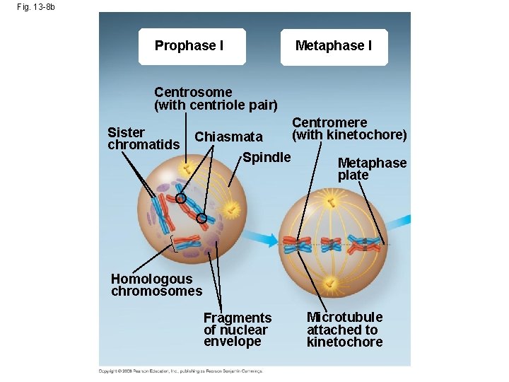 Fig. 13 -8 b Prophase I Metaphase I Centrosome (with centriole pair) Sister chromatids