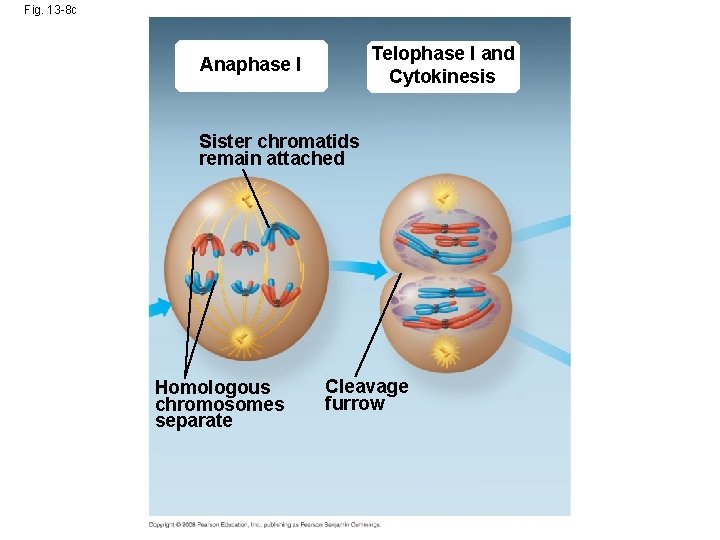 Fig. 13 -8 c Telophase I and Cytokinesis Anaphase I Sister chromatids remain attached