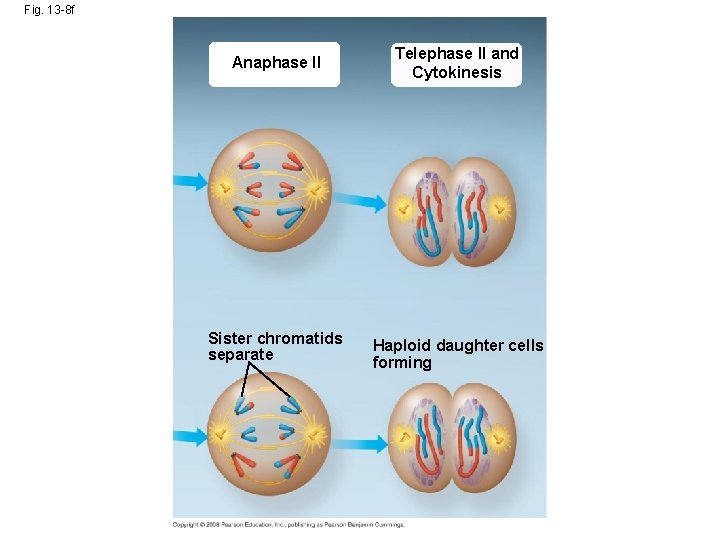 Fig. 13 -8 f Anaphase II Telephase II and Cytokinesis Sister chromatids separate Haploid