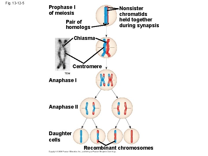Fig. 13 -12 -5 Prophase I of meiosis Pair of homologs Nonsister chromatids held