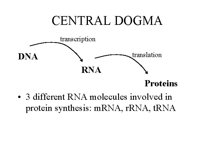 CENTRAL DOGMA transcription translation DNA RNA Proteins • 3 different RNA molecules involved in