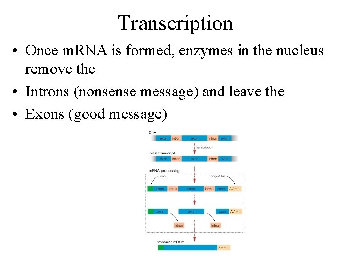 Transcription • Once m. RNA is formed, enzymes in the nucleus remove the •