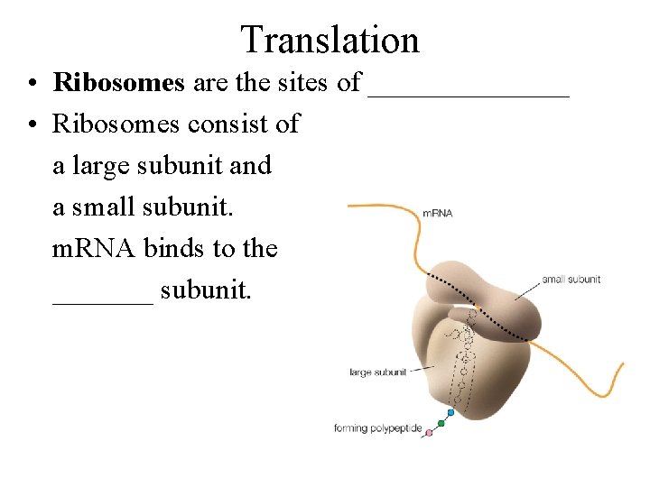 Translation • Ribosomes are the sites of _______ • Ribosomes consist of a large