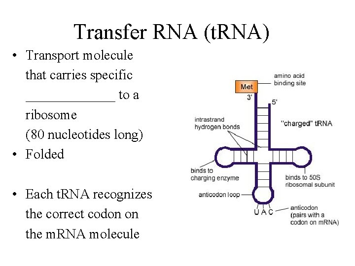 Transfer RNA (t. RNA) • Transport molecule that carries specific _______ to a ribosome