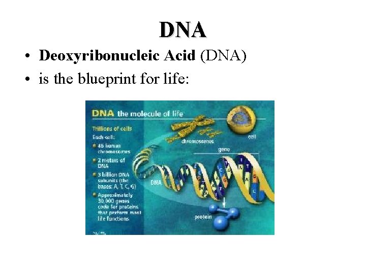 DNA • Deoxyribonucleic Acid (DNA) • is the blueprint for life: 