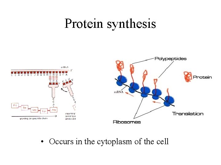 Protein synthesis • Occurs in the cytoplasm of the cell 