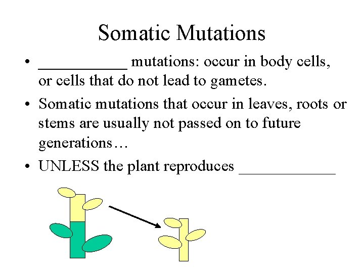Somatic Mutations • ______ mutations: occur in body cells, or cells that do not