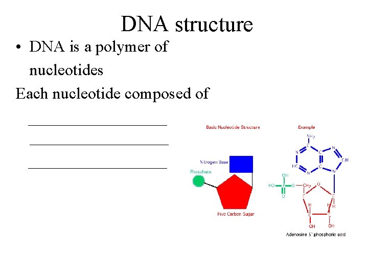 DNA structure • DNA is a polymer of nucleotides Each nucleotide composed of _________________