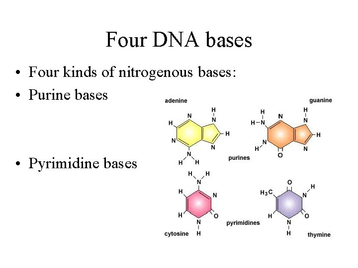 Four DNA bases • Four kinds of nitrogenous bases: • Purine bases • Pyrimidine