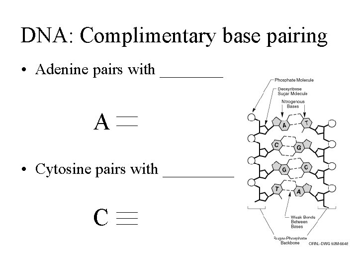 DNA: Complimentary base pairing • Adenine pairs with ____ A • Cytosine pairs with