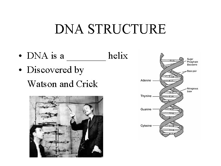 DNA STRUCTURE • DNA is a ____ helix • Discovered by Watson and Crick