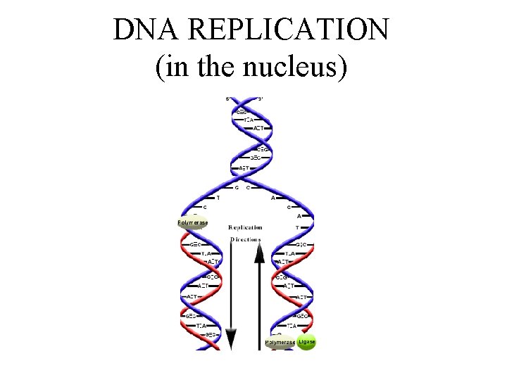 DNA REPLICATION (in the nucleus) 