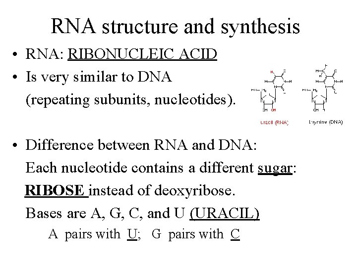 RNA structure and synthesis • RNA: RIBONUCLEIC ACID • Is very similar to DNA