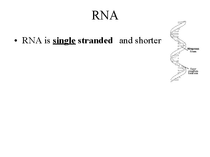 RNA • RNA is single stranded and shorter 