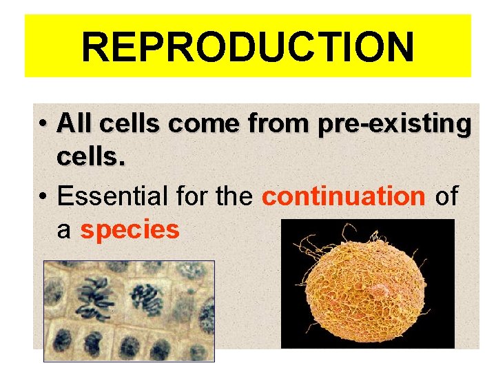 REPRODUCTION • All cells come from pre-existing cells. • Essential for the continuation of