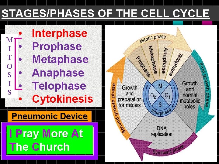 STAGES/PHASES OF THE CELL CYCLE M I T O S I S • •