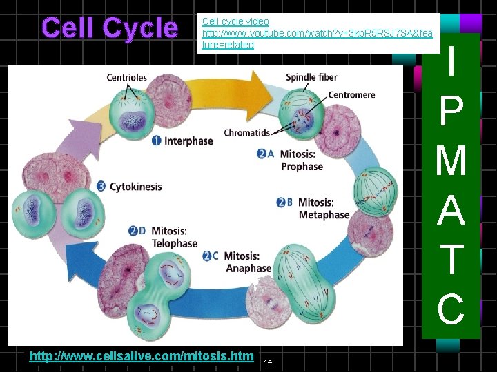 Cell Cycle Cell cycle video http: //www. youtube. com/watch? v=3 kp. R 5 RSJ