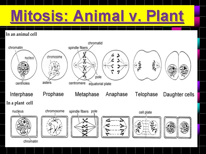 Mitosis: Animal v. Plant 