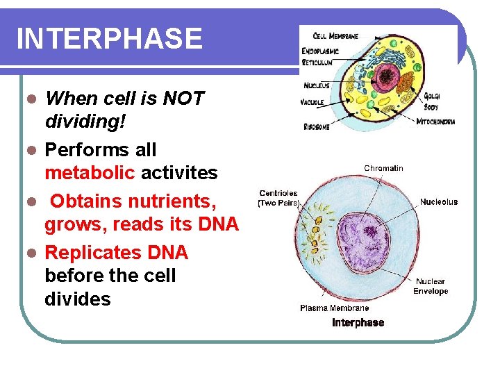 INTERPHASE When cell is NOT dividing! l Performs all metabolic activites l Obtains nutrients,