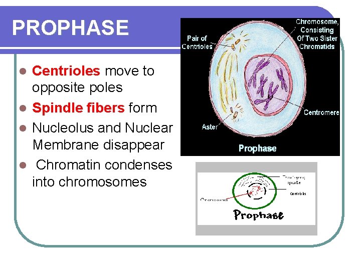 PROPHASE Centrioles move to opposite poles l Spindle fibers form l Nucleolus and Nuclear