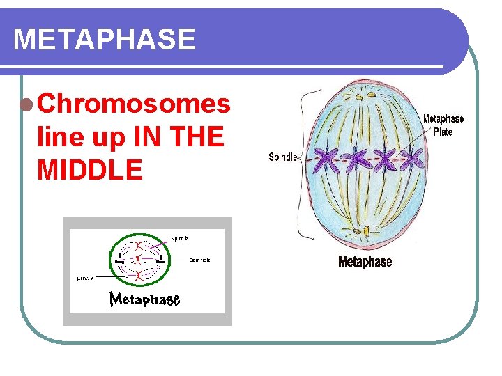 METAPHASE l Chromosomes line up IN THE MIDDLE Spindle Centriole 